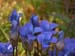 blue flowers
