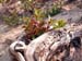 driftwood