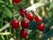 Berries growing in marshy area