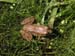 Frog in the marsh